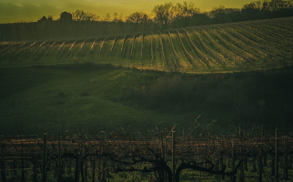 Rangs de vigne au coucher du soleil