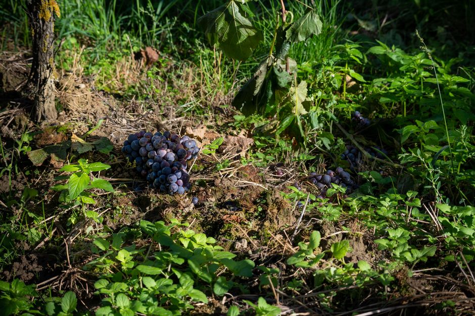 Grappes de raisin sur sol calcaire